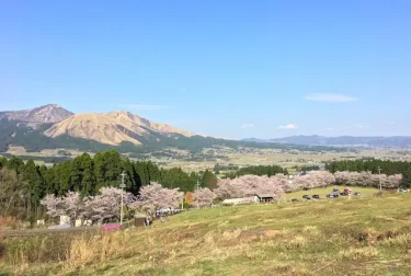 観音桜公園（熊本県南阿蘇村）